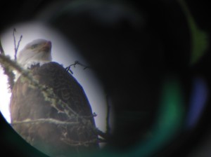 I need practice photgraphing through the scope!